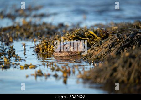 Close up of a European Otter cub (Lutra lutra) floating in a kelp bed Stock Photo