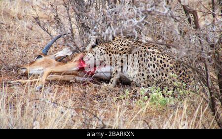 Cheetah (Acinonyx jubatus) Eating a hunted impala Photographed in Africa, Tanzania, Serengeti National Park in April, Stock Photo
