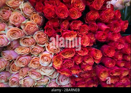 Roses on sale at the Bastille weekend market, Paris, France Stock Photo