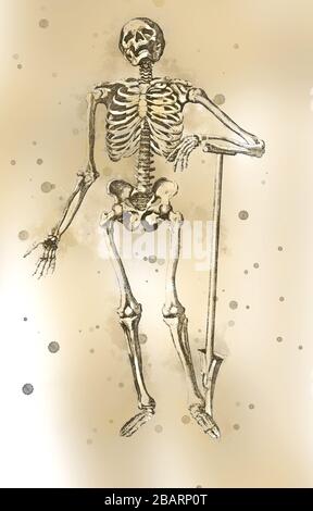 Digitally enhanced image of a Male full body front skeleton woodcut print at the opening of the Human Anatomy book 'Notomie di Titiano' Printed in Ita Stock Photo