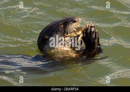 River otter (Lontra canadensis) eating crab, Humboldt Bay National Wildlife Refuge, California