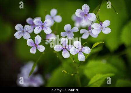 Lunaria rediviva - perennial honesty, family: Brassicaceae, blooming flowers, macro shot Stock Photo
