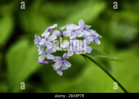 Lunaria rediviva - perennial honesty, family: Brassicaceae, blooming flowers macro shot. Stock Photo