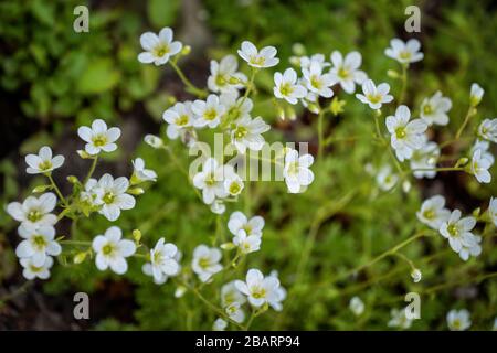 Saxifraga rosacea Irish Saxifrage blooming flowers, stoloniferous perennial herb Stock Photo