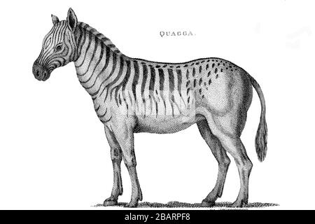 Extinct Quagga from General zoology, or, Systematic natural history Vol II Part 2 Mammalia, by Shaw, George, 1751-1813; Stephens, James Francis, 1792- Stock Photo