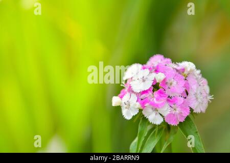 Sweet William flower (Dianthus barbatus) in garden. Stock Photo