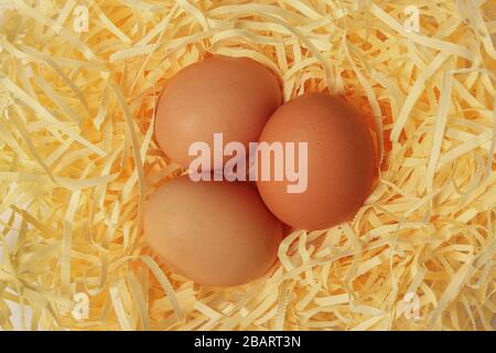 Three chicken eggs in the nest closeup Stock Photo
