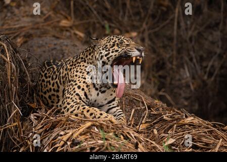 Wild Jaguar yawning, Pantanal, Brazil Stock Photo