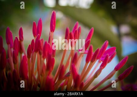 Beautiful view of Ixora coccinea flowering plant. Also known as jungle geranium, flame of the woods or jungle flame. National flower of Suriname Stock Photo