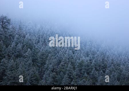 Fog and snow on a pine tree evergreen forest on cold winter day Stock Photo