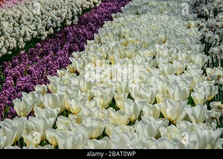 BEAUTIFUL TULIPS GROWING IN GARDEN Stock Photo