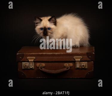 Ragdoll Kitten Sitting on suitcase Stock Photo
