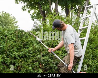 Hedge Trimmer: A man on a ladder with a gasoline hedge trimmer cuts a high cedar hedge down to size. Stock Photo