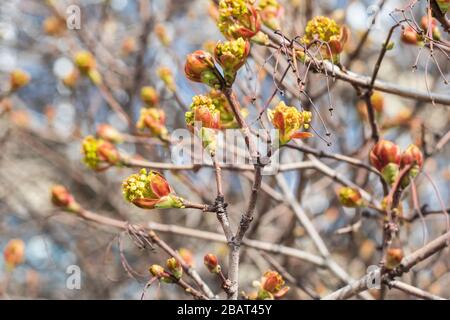 Buds on a branch of a tree at the springtime. Nature background, environment concept Stock Photo