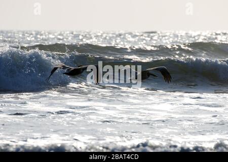 A pair of pelicans riding the wind currents along the shoreline in Nicaragua. Stock Photo