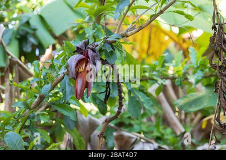 Banana bud disconnected from the main plant hangs on to a branch of a calabash tree. Stock Photo