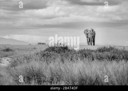 A lone Elephant walks across the plain with clouds overhead in Amboseli National Park, Kenya, in Black and White Stock Photo