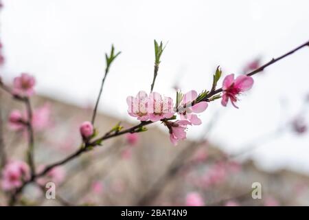 Wild cherry or cherry blossoms in the spring season. Branches on a tree against the sky. Pink flowers Stock Photo