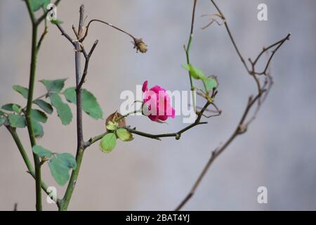 Blooming indian pink rose bud. Desi gulab rose small delicate roses found in india. Indian rose also used in preparing edible dishes and garnishing de Stock Photo