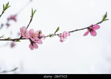 Wild cherry or cherry blossoms in the spring season. Branches on a tree against the sky. Pink flowers Stock Photo