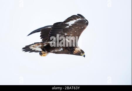 Close up of a Golden Eagle (Aquila chrysaetos) in flight, Norway. Stock Photo