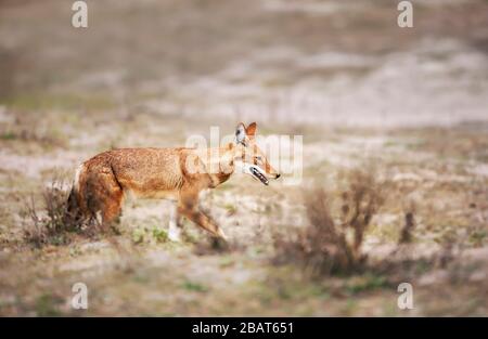 Close up of a rare and endangered Ethiopian wolf (Canis simensis) in Bale mountains, Ethiopia. Stock Photo