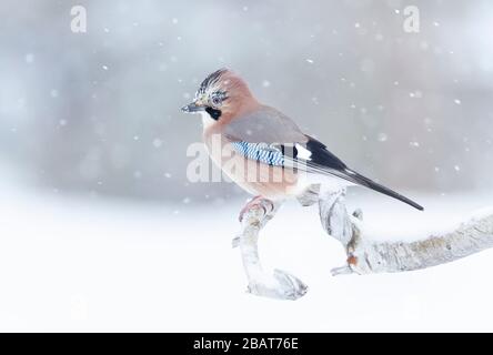 Close up of an Eurasian jay (Garrulus glandarius) perched on a tree branch in the falling snow, Norway. Stock Photo
