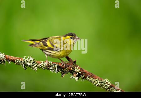 Close up of Eurasian Siskin (Spinus spinus) perched on a tree branch against green background, Finland. Stock Photo