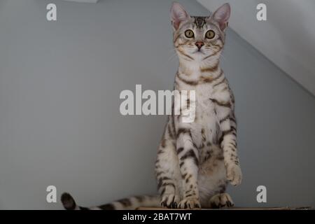 Silver Pedigree Bengal Stock Photo
