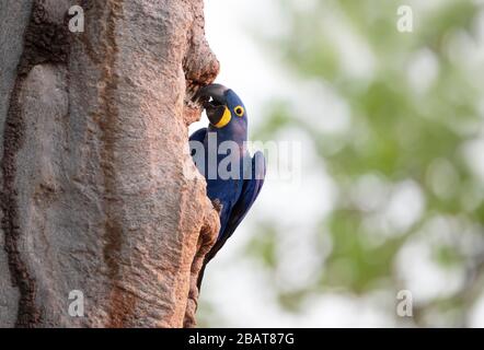 Close up of a Hyacinth macaw perched in a palm tree, South Pantanal, Brazil. Stock Photo