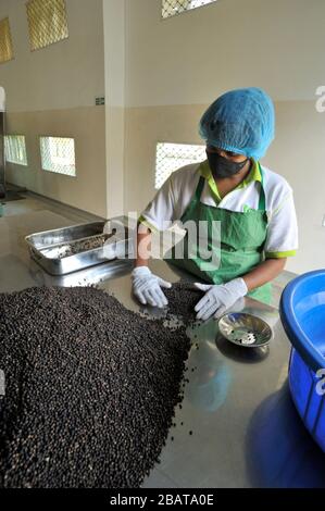 Sri Lanka, Monaragala, spice factory, pepper selection Stock Photo - Alamy