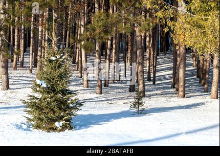Evergreen tree in winter forest Stock Photo