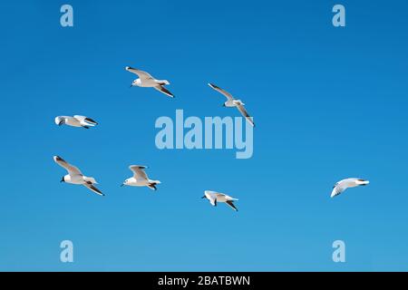 Seagulls flying in the blue sky. Stock Photo