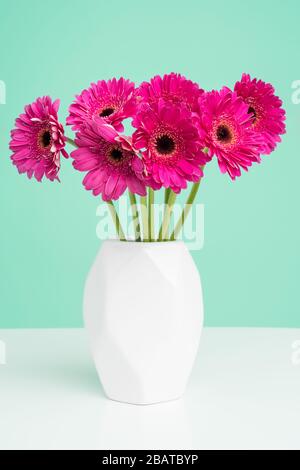 Beautiful dark pink gerbera daisies in a plain white vase against pastel green background. Minimalist floral background. Stock Photo
