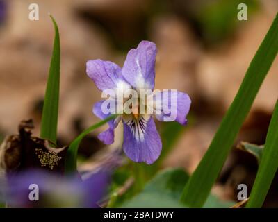 Close up of forest violet in the forest. Early spring. Selective focus. Stock Photo