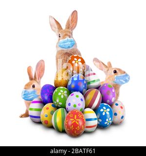 Easter Bunnies Easter Rabbits scared Coronavirus Covid-19 pandemic surgical face masks hiding peeking pile painted Eggs Egg Hunt Game isolated white Stock Photo