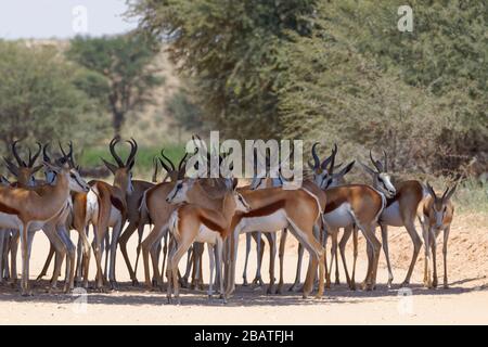 Springboks (Antidorcas marsupialis), herd, standing in the shade of a tree, on a dirt road, Kgalagadi Transfrontier Park, Northern Cape, South Africa Stock Photo