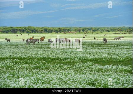 Eland antelopes and zebras grazing on the lush and white flowering Oldupai plains in Tanzania Stock Photo