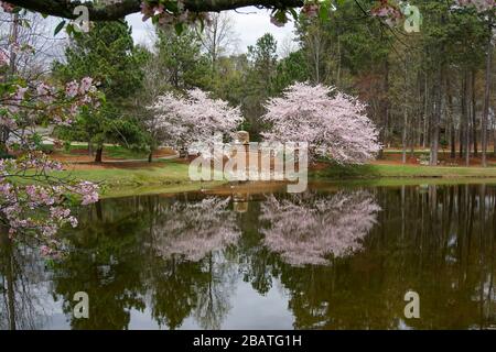 Cherry trees reflected in a pond Stock Photo