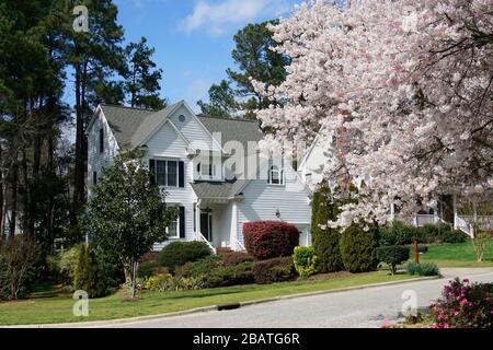 Suburban neighborhood with cherry trees in bloom Stock Photo