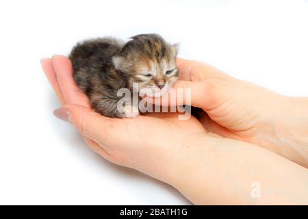 The cute small newborn kitten held in hands as a symbol of care for new life. Isolated on white background. Stock Photo