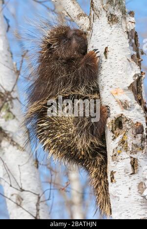 Porcupine (Erethizon dorsatum in Paper Birch (Betula papyrifera) tree, early Spring, N America, by Dominique Braud/Dembinsky Photo Assoc Stock Photo