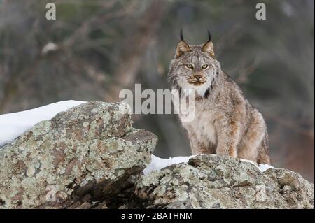 Canada Lynx (Lynx canadensis) hunting, Winter, North America, by Dominique Braud/Dembinsky Photo Assoc Stock Photo