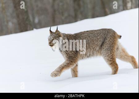 Canada Lynx (Lynx canadensis) hunting, Winter, North America, by Dominique Braud/Dembinsky Photo Assoc Stock Photo