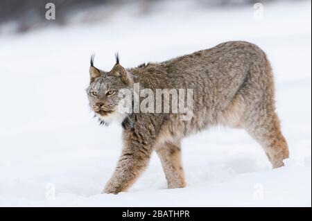 Canada Lynx (Lynx canadensis) hunting, Winter, North America, by Dominique Braud/Dembinsky Photo Assoc Stock Photo