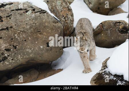 Canada Lynx (Lynx canadensis) hunting, Winter, North America, by Dominique Braud/Dembinsky Photo Assoc Stock Photo