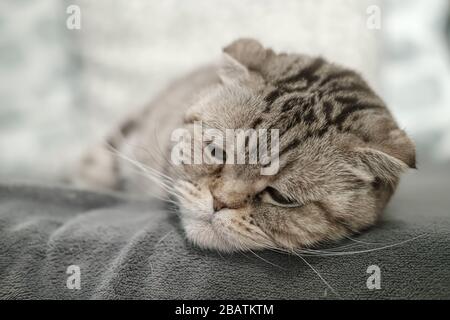 Beautiful Scottish Fold cat is depressed, she lies on a soft sofa with a very sad, thoughtful look. Stock Photo