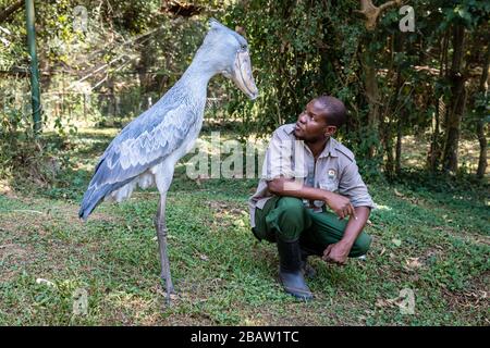 Portrait of captive shoebill (Balaeniceps rex) stork with keeper, Entebbe, Uganda Stock Photo