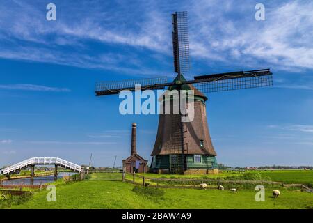 The De Kaagmolen windmill in front multicolor tulips field (Opmeer municipality, North Holland, Netherlands) Stock Photo