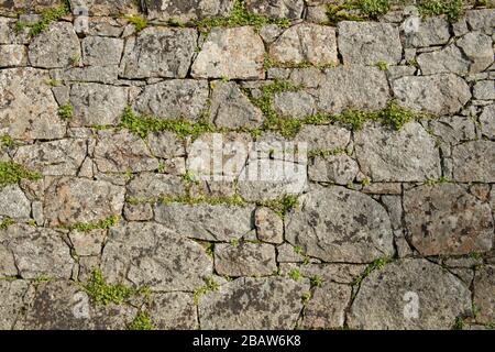 Natural stone granite wall with weeds growing in the cracks, background. Jersey, Channel islands, Stock Photo